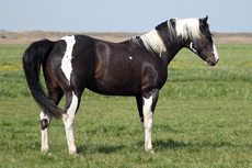 GI Nocona Freckle Bar