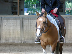 Western Brevetten Eagles Ranch Texel