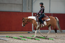 Western Brevetten Eagles Ranch Texel