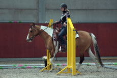 Western Brevetten Eagles Ranch Texel