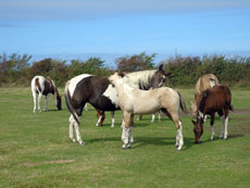 Western Brevetten Eagles Ranch Texel