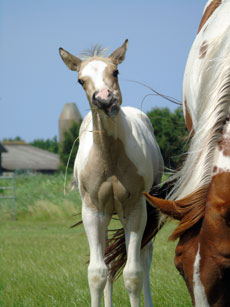 Western Brevetten Eagles Ranch Texel