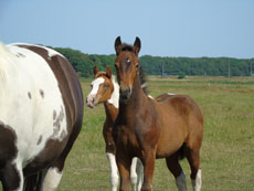 Western Brevetten Eagles Ranch Texel