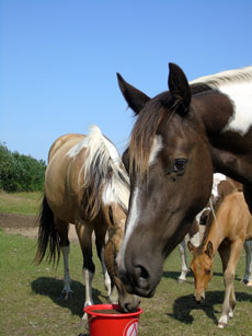 Western Brevetten Eagles Ranch Texel