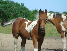 Western Brevetten Eagles Ranch Texel