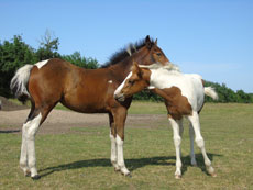 Western Brevetten Eagles Ranch Texel