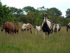 Western Brevetten Eagles Ranch Texel