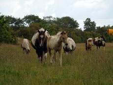 Western Brevetten Eagles Ranch Texel