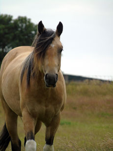 Western Brevetten Eagles Ranch Texel