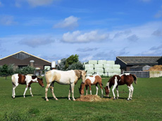 Paint Horses Eagles Ranch Texel 