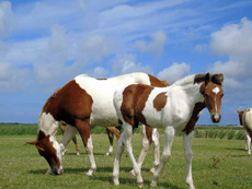 Paint Horses Eagles Ranch Texel 