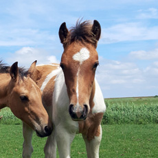 Paint Horses Eagles Ranch Texel 