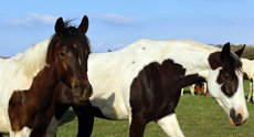 Paint Horses Eagles Ranch Texel 