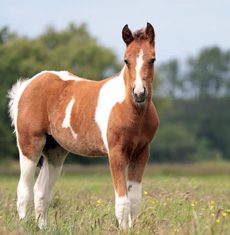 Paint Horses Eagles Ranch Texel 