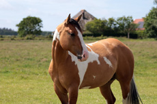 American Paint Horse fokkerij de Eagles Ranch op Texel