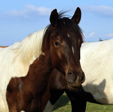 Paint Horses Eagles Ranch Texel 