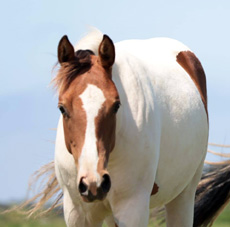 Paint Horses Eagles Ranch Texel 