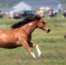 Paint Horses Eagles Ranch Texel 