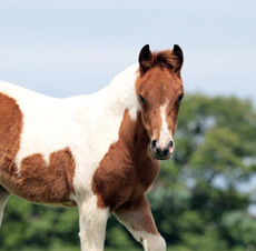 Paint Horses Eagles Ranch Texel 