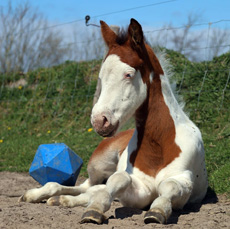 Paint Horses Eagles Ranch Texel 