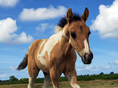 Paint Horses Eagles Ranch Texel 