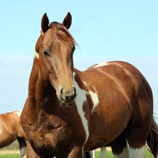 American Paint Horse fokkerij de Eagles Ranch op Texel