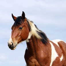 Paint Horses Eagles Ranch Texel 