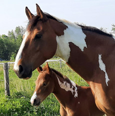 Paint Horses Eagles Ranch Texel 