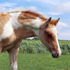 Paint Horses Eagles Ranch Texel 