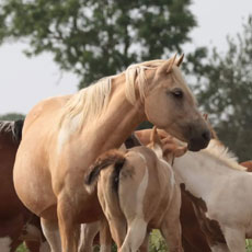 American Paint Horse fokkerij de Eagles Ranch op Texel