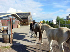 American Paint Horse fokkerij de Eagles Ranch op Texel