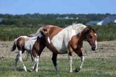 American Paint Horse fokkerij de Eagles Ranch op Texel