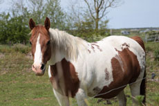 American Paint Horse fokkerij de Eagles Ranch op Texel