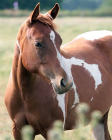 American Paint Horse fokkerij de Eagles Ranch op Texel