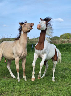 American Paint Horse fokkerij de Eagles Ranch op Texel