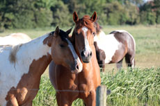 American Paint Horse fokkerij de Eagles Ranch op Texel