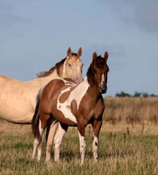 American Paint Horse fokkerij de Eagles Ranch op Texel