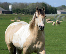 American Paint Horse fokkerij De Eagles Ranch 