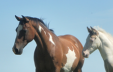 Haflinger merrie met pinto veulen 