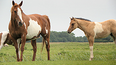 Painthorse Fokmerrie Brana met Eagles Q Smokin Mac