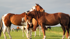 Fokmerries van de Eagles Ranch op Texel 