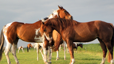 Fok Merries van de Eagles Ranch op Texel