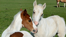 Painthorse veulens 2014 in de weide op Texel