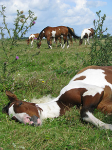 American Paint Horse fokkerij De Eagles Ranch 