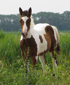 Stallion foal 2010 Eagles Qton Lucky Boy