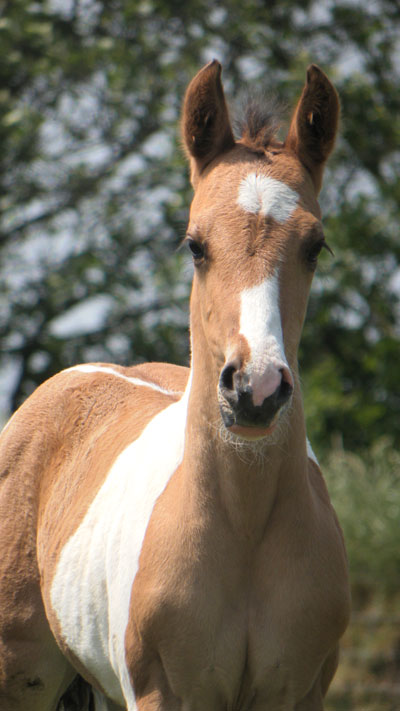 Painthorse merrie veulen Eagles Gunsmoke Dolly 