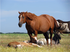 Sorrel Solid merrie van de Eagles Ranch