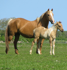 Palomino QH merrie met Dun Tobiano veulen