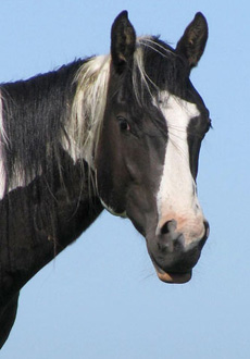 American Paint Horse fokkerij De Eagles Ranch 