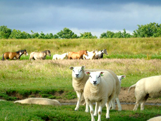 American Paint Horse breeding the Eagles Ranch on Texel